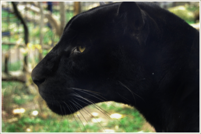 black jaguar.