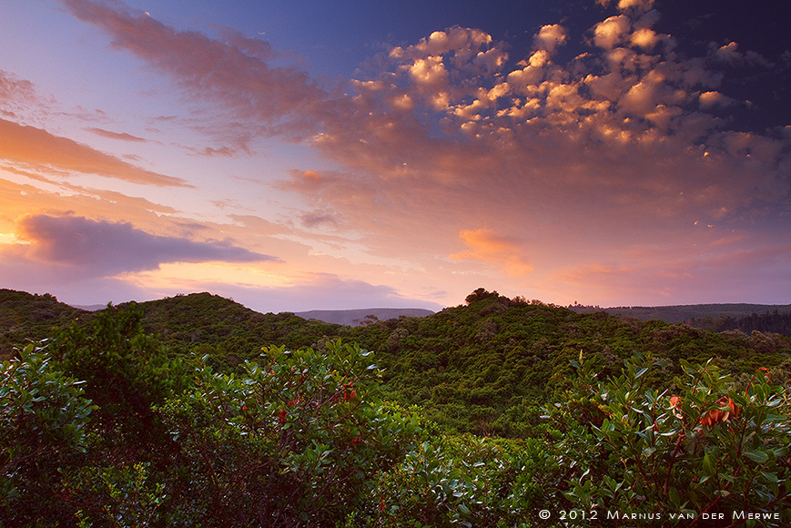 Sunset Vegetation