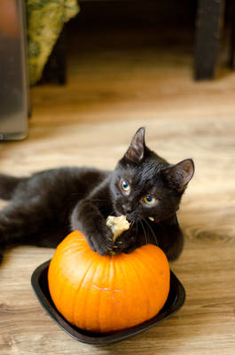 Halloween cat2