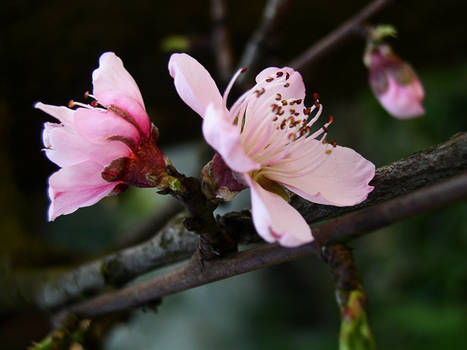 Spring Flowers