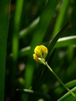 Shy Flower