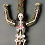 Skeleton on Saguaro