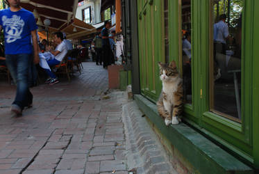 Istanbul cat