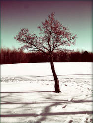 Winter Tree.