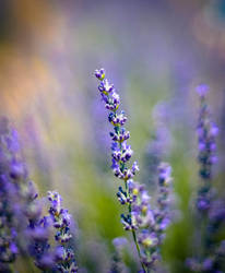 Lavender