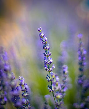 Lavender