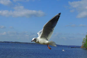 Black-headed Gull