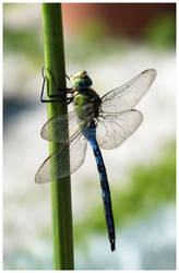 Dragonfly