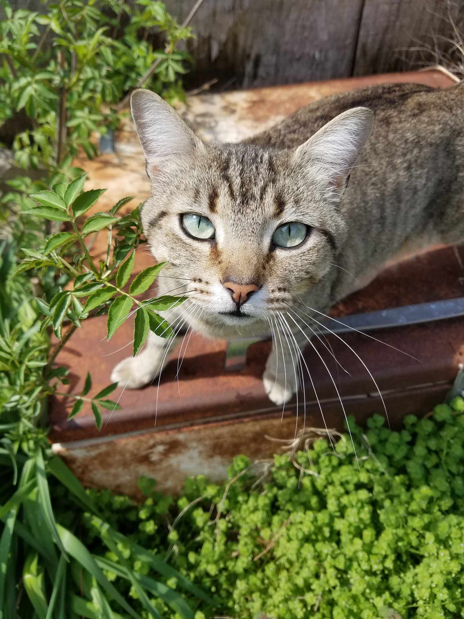 Rustic Cat