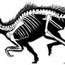 Heterodontosaurus Skeleton