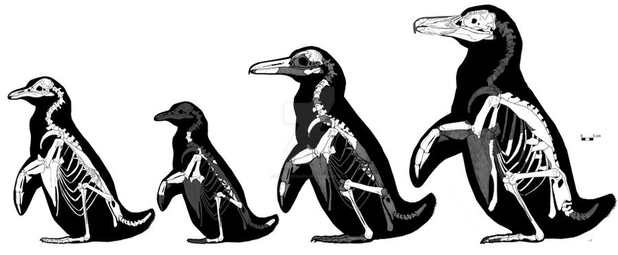 Pisco penguins