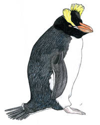 Erect-crested penguin