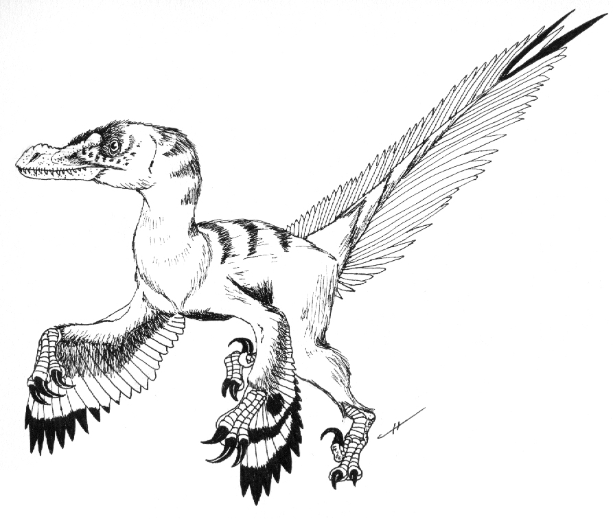 Velociraptor mongoliensis by PaleoAeolos on DeviantArt