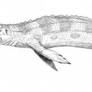 Metriorhynchus casamiquelai