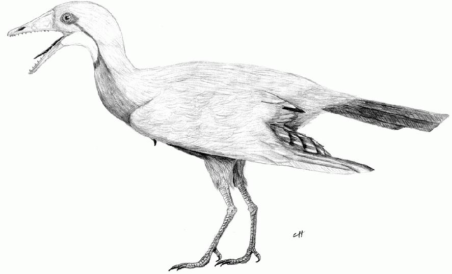 Cathayornis yandica