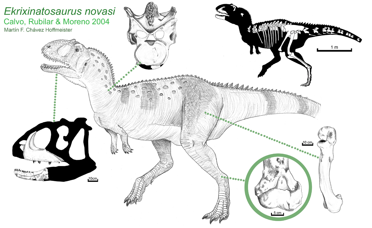 Ekrixinatosaurus novasi by PaleoAeolos