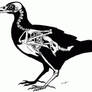 Raven skeleton