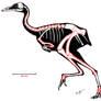 Patagopteryx skeleton