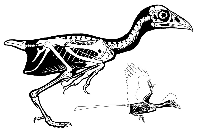 Скелет птицы легко. Энанциорнисовые птицы скелет. Анхиорнис скелет. Скелет дятла. Скелет хищной птицы.