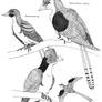 Confuciusornithidae ink