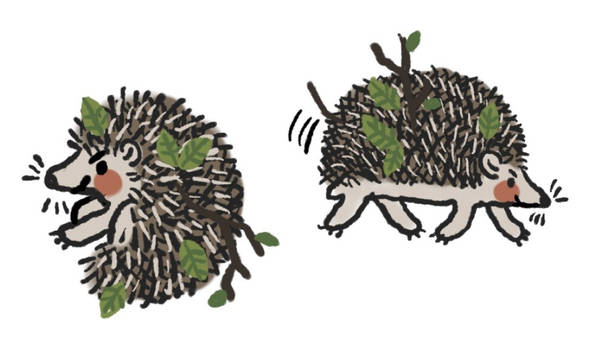 hedgehogs