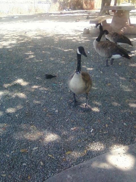 Canadian Goose