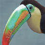 Tucan...