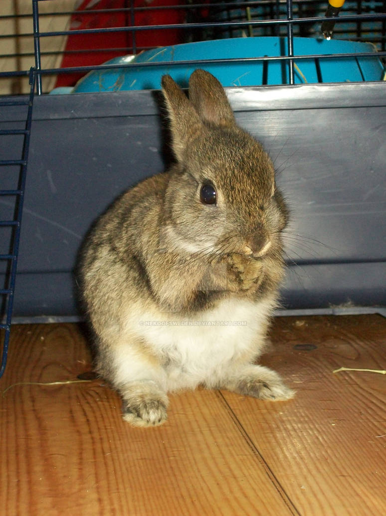 Kurre the squirrel-bunny by NekoOfSweden on DeviantArt