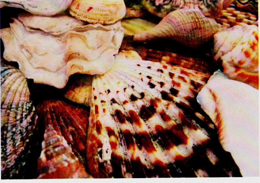 Shell Cluster by MonstrousAngel on DeviantArt