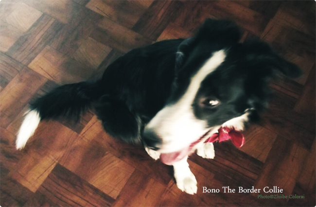 Bono Border Collie