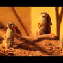 Meercat Supermodels.