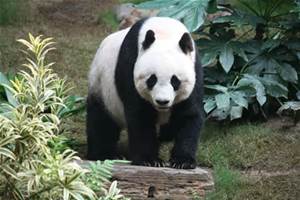 panda