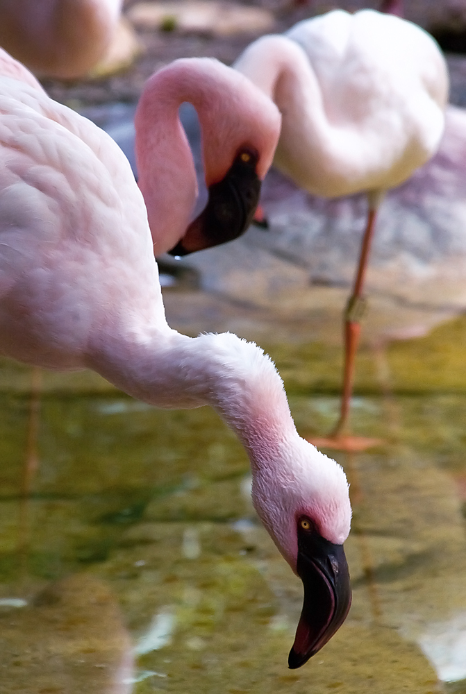 Flamingos 06