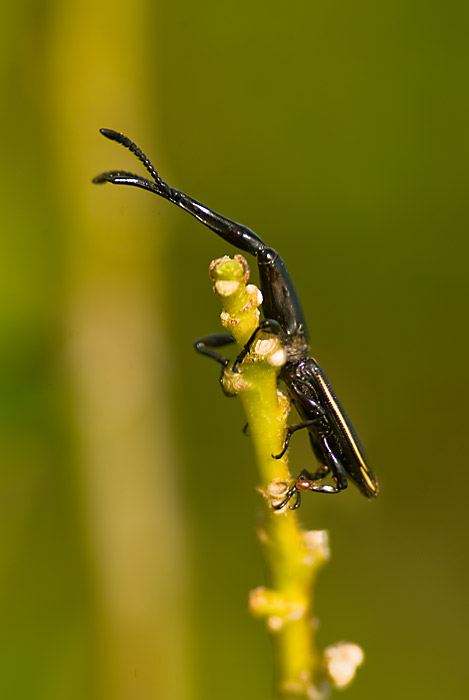 Female Brentus Anchorago