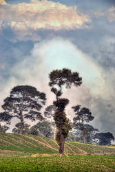 Tree near Irazu Volcano 2