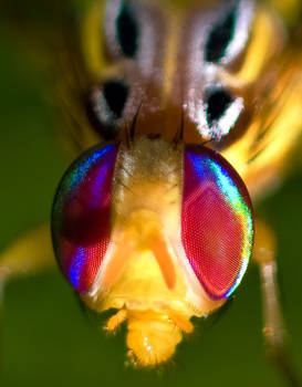 Wasp Mimic Hoverfly 2