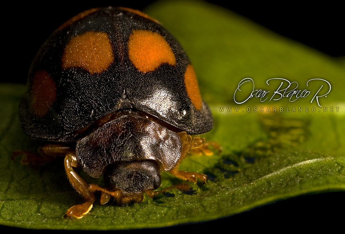 Ladybird NOM NOM