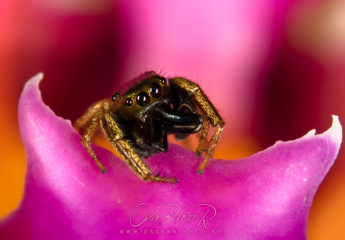 golden jumper on orchid 001