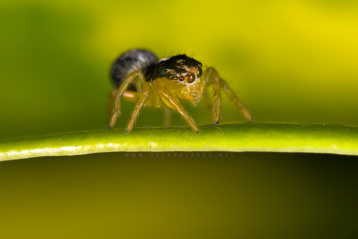 Little jumper on leaf edge