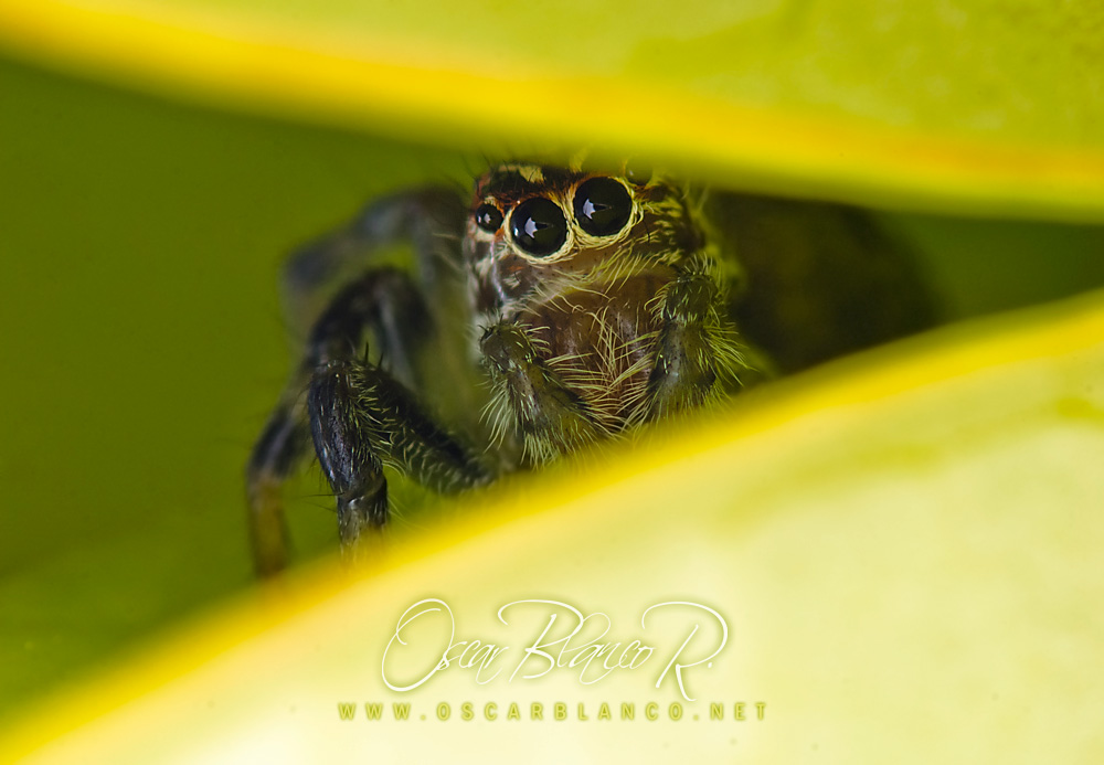 Hiding jumping spider 003