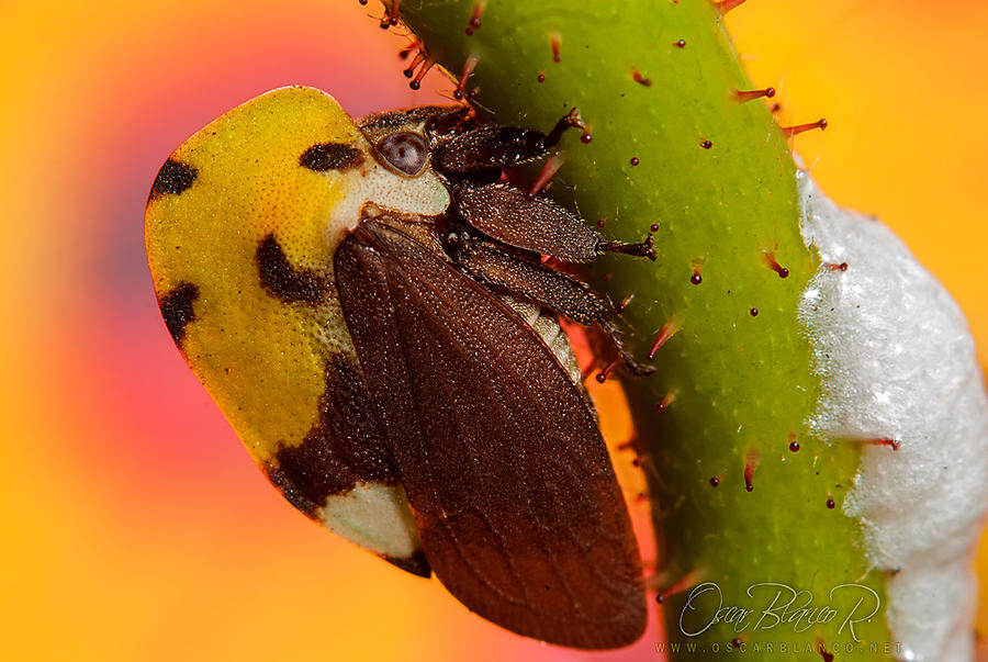 Treehopper