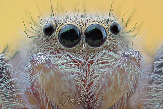 Phidippus Clarus Female