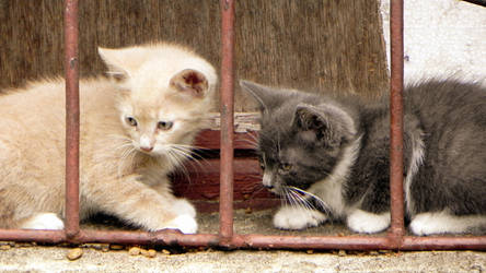 Harry and Karen on streets