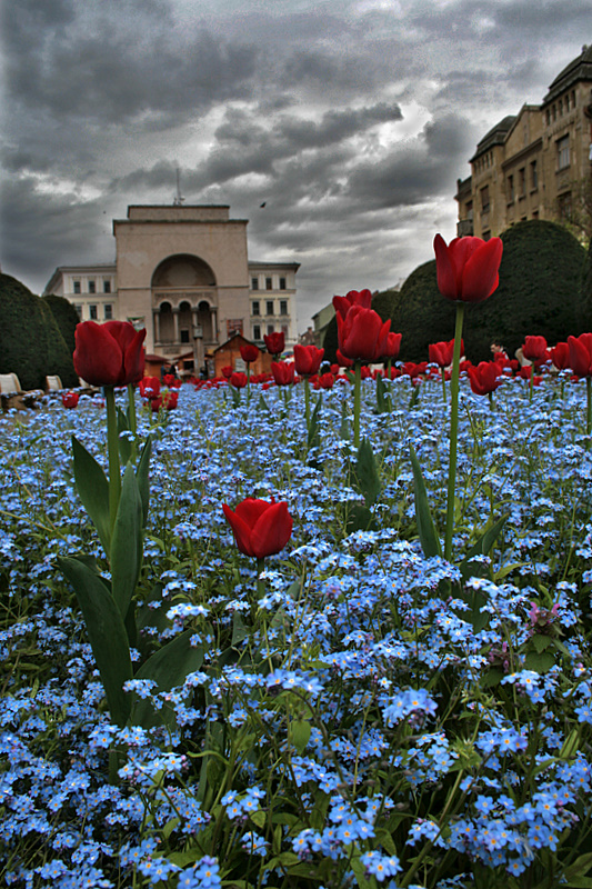 Timisoara7