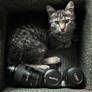 Canon Cat