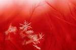 Snowflakes by MaraDamian