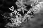 Snowflakes2 by MaraDamian