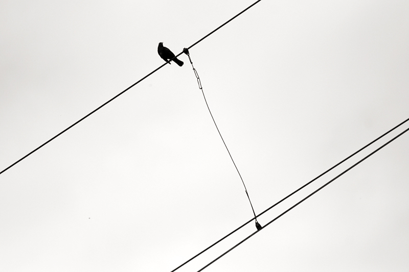 Bird on a wire