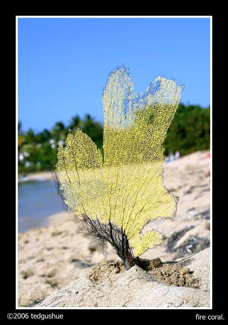 fire coral.