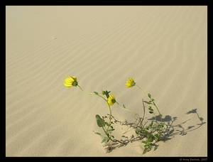 Dune Flowers